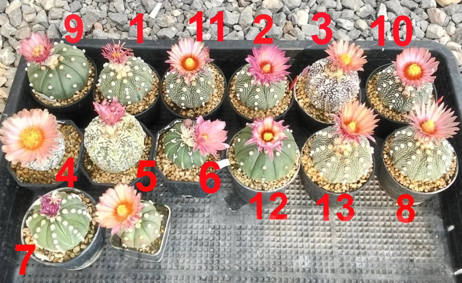 SH2559 Astrophytum asterias ‘Super Kabuto’ ‘Akabana’ clon 12 - Image 3