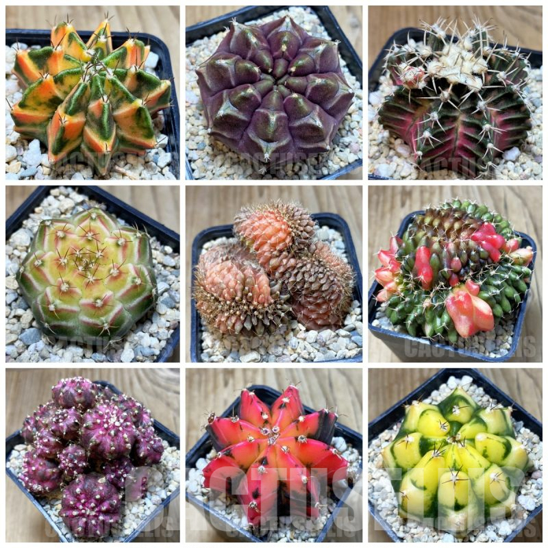 LOT888 50 seeds Gymnocalycium hybrid mix -Tailand- 2025
