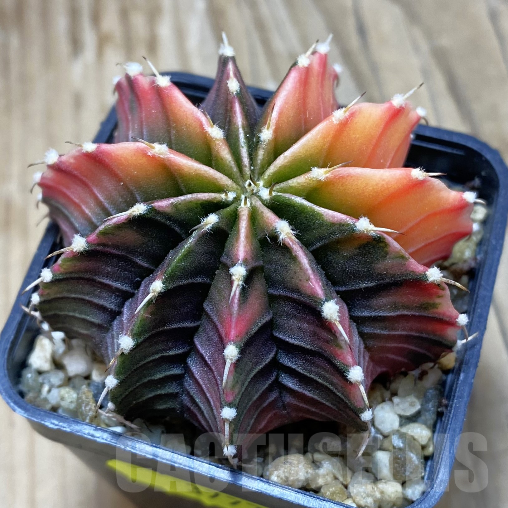 SH3777 Gymnocalycium friedrichii f. variegata, seedling