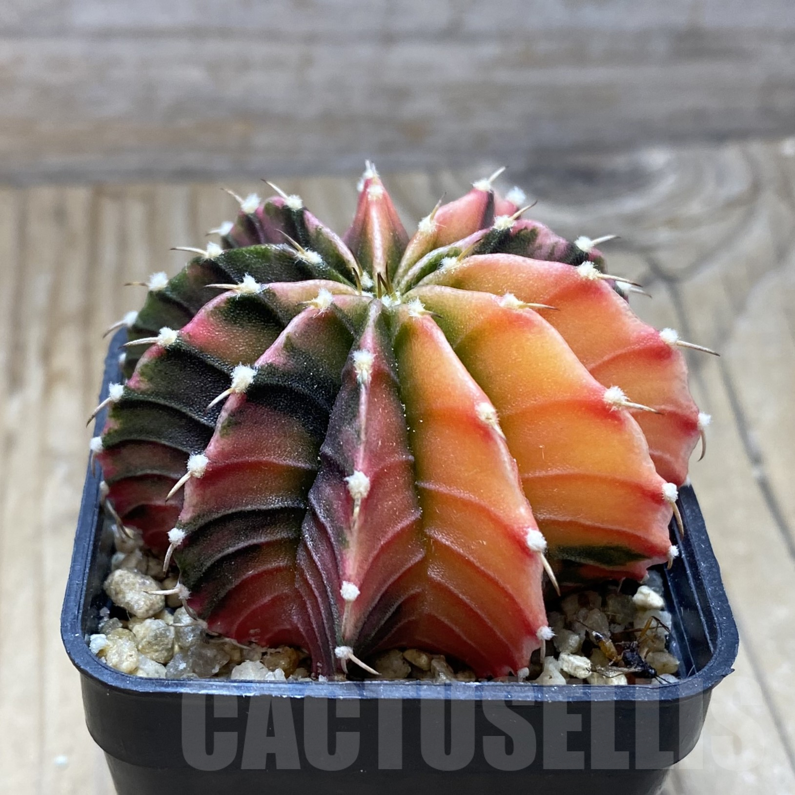SH3777 Gymnocalycium friedrichii f. variegata, seedling - immagine 2