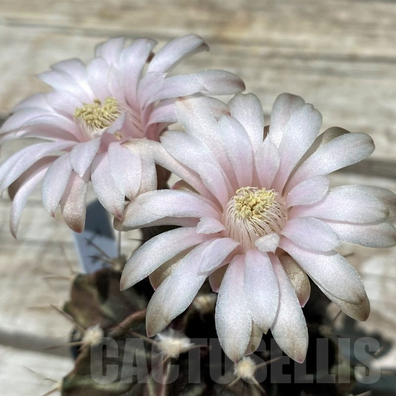 SH11411 Gymnocalycium mihanovichii GP-1