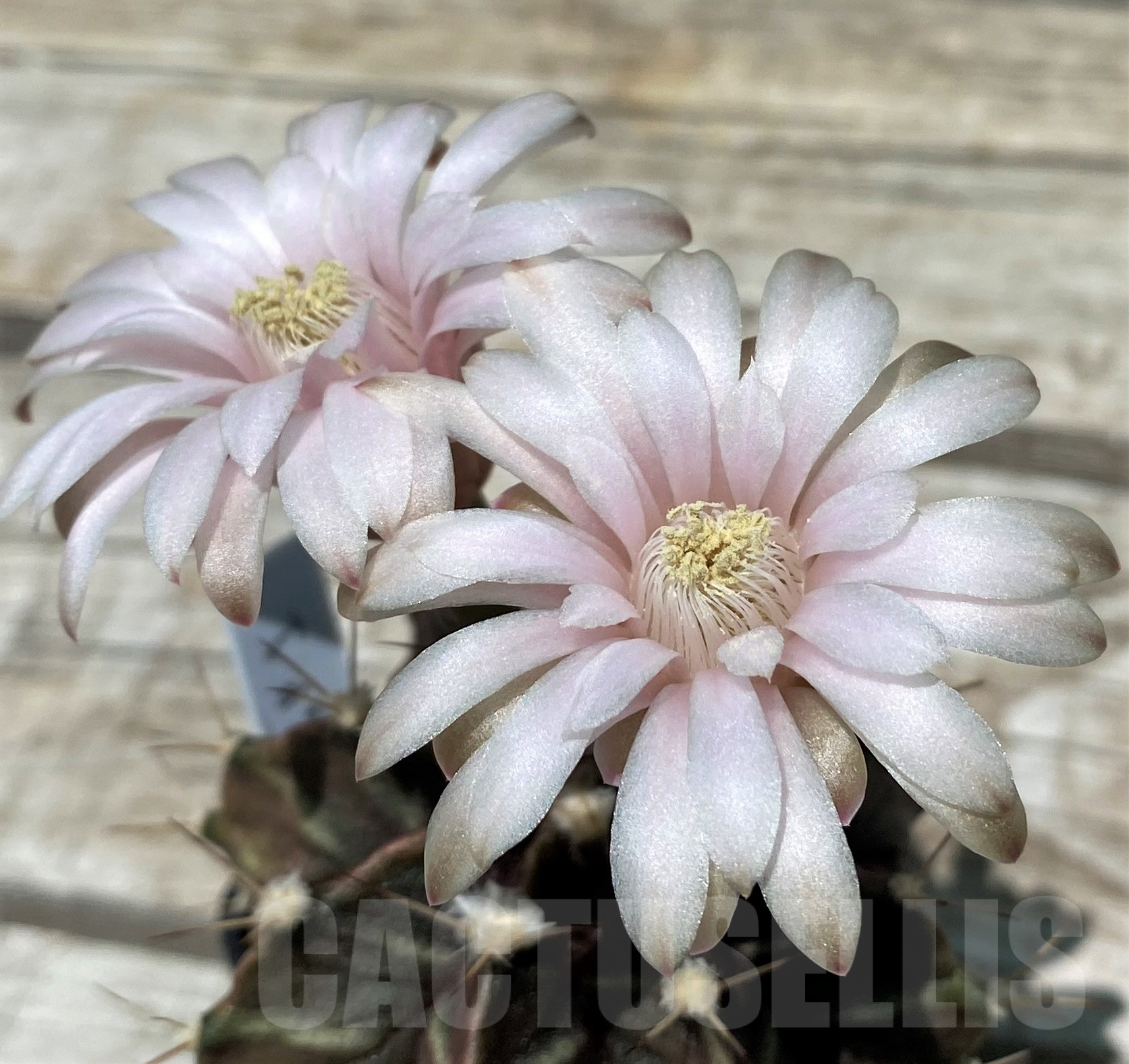 SH11411 Gymnocalycium mihanovichii GP-1