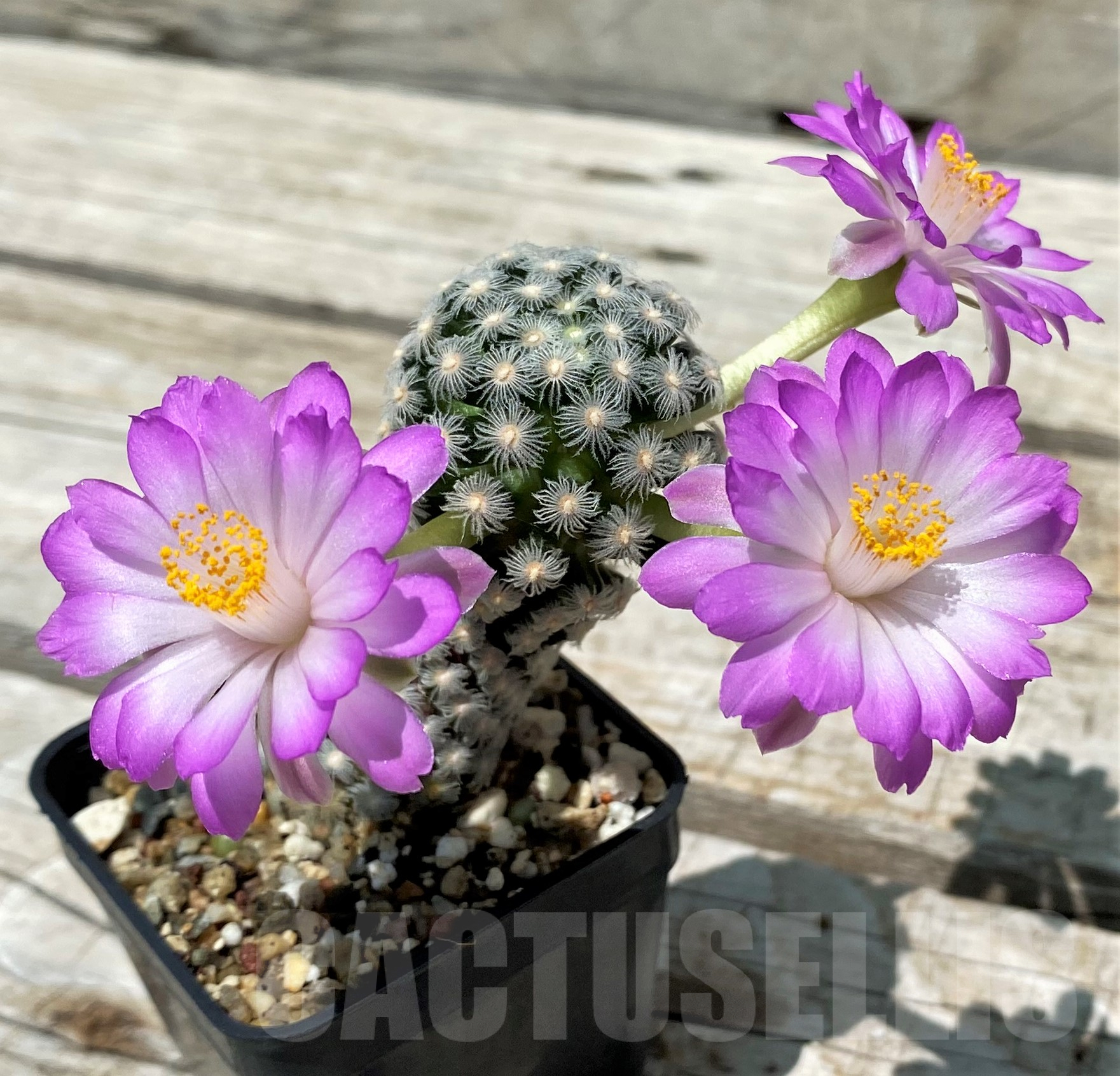 SH3517 Mammillaria theresae