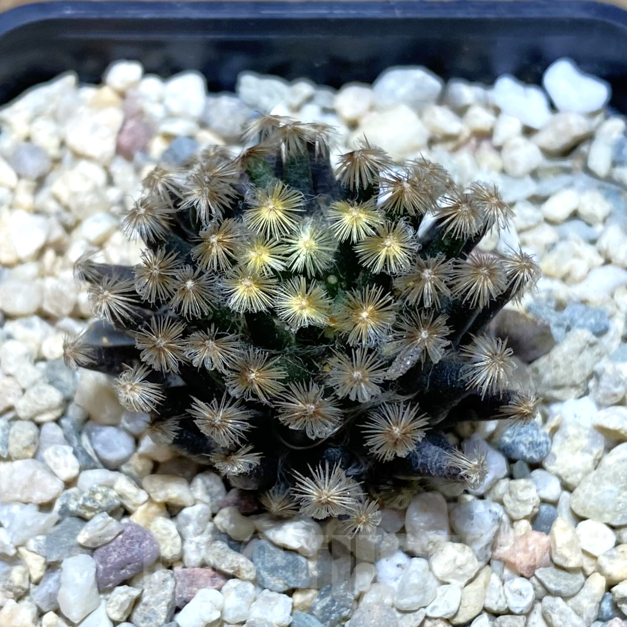SH1913 Mammillaria schiedeana ‘Kuro Hada’, seedling