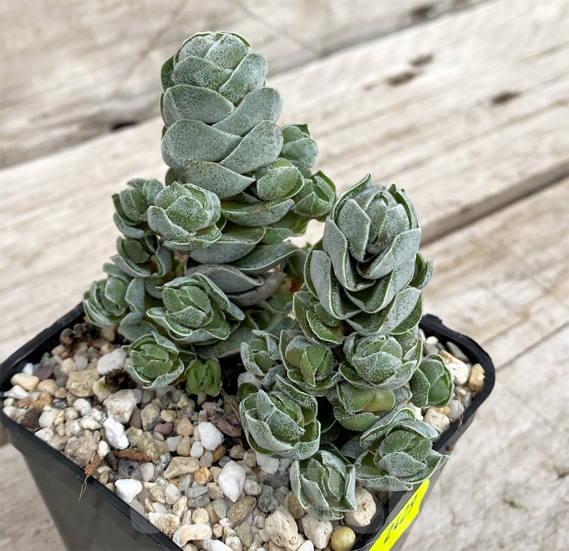 SH2429 Crassula 'Ivory Pagoda' - Image 2