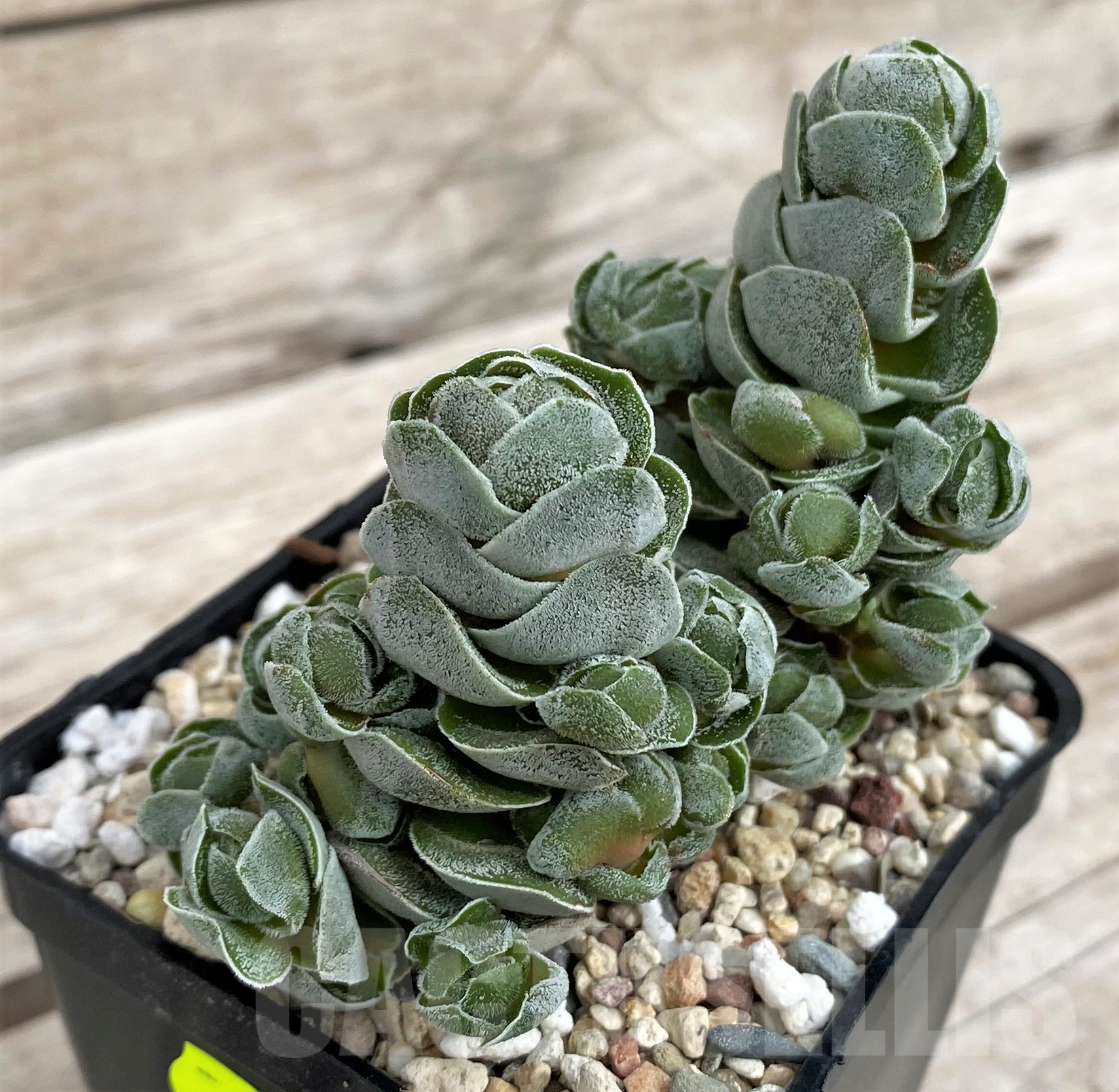 SH2429 Crassula 'Ivory Pagoda'