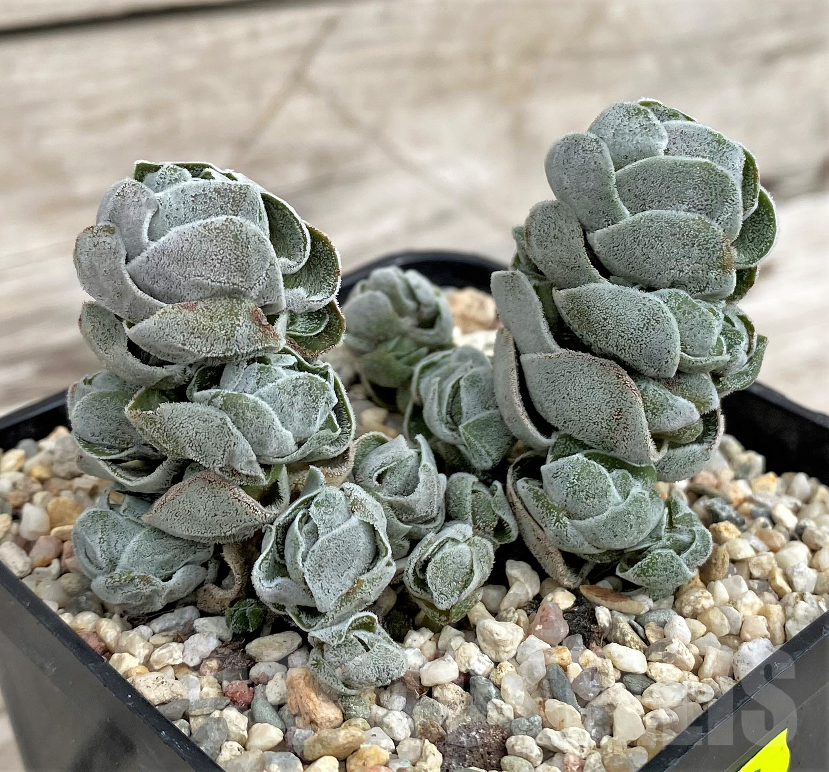 SH2430 Crassula 'Ivory Pagoda'