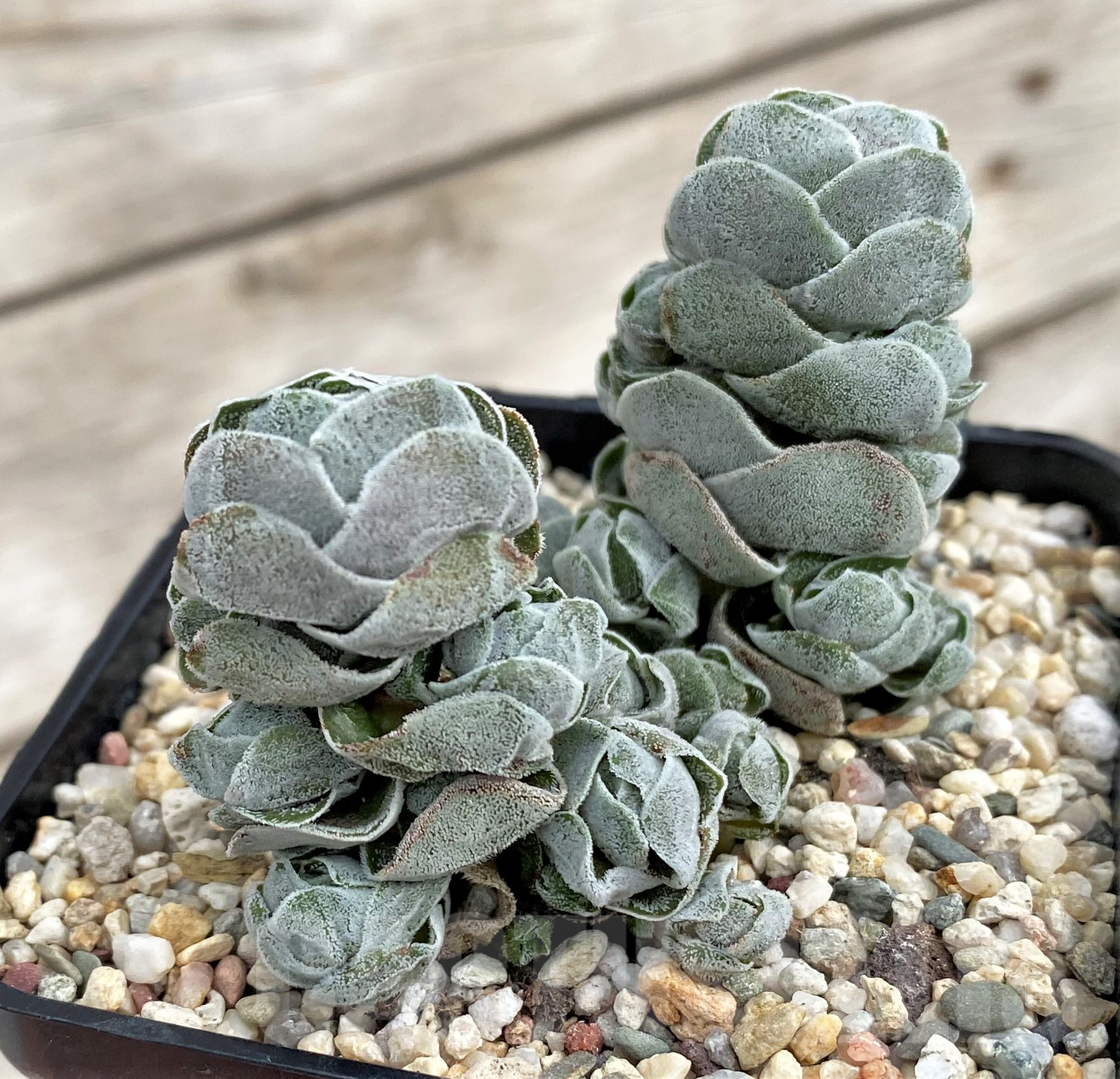 SH2430 Crassula 'Ivory Pagoda' - Imagen 2