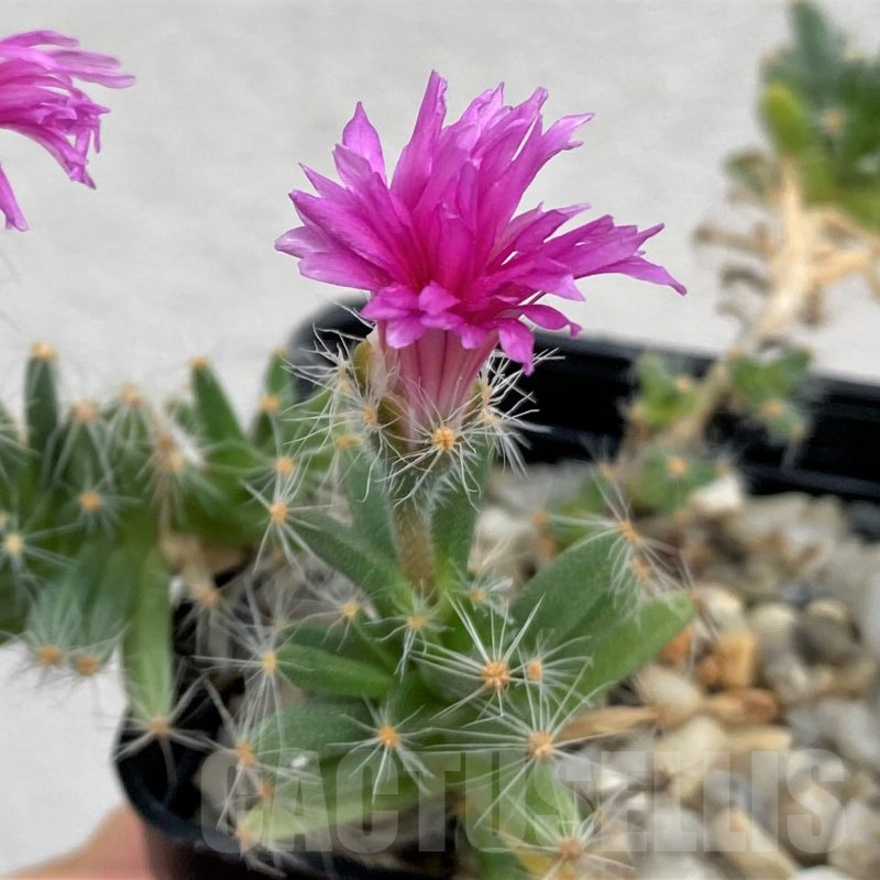 SH2431 Trichodiadema densum