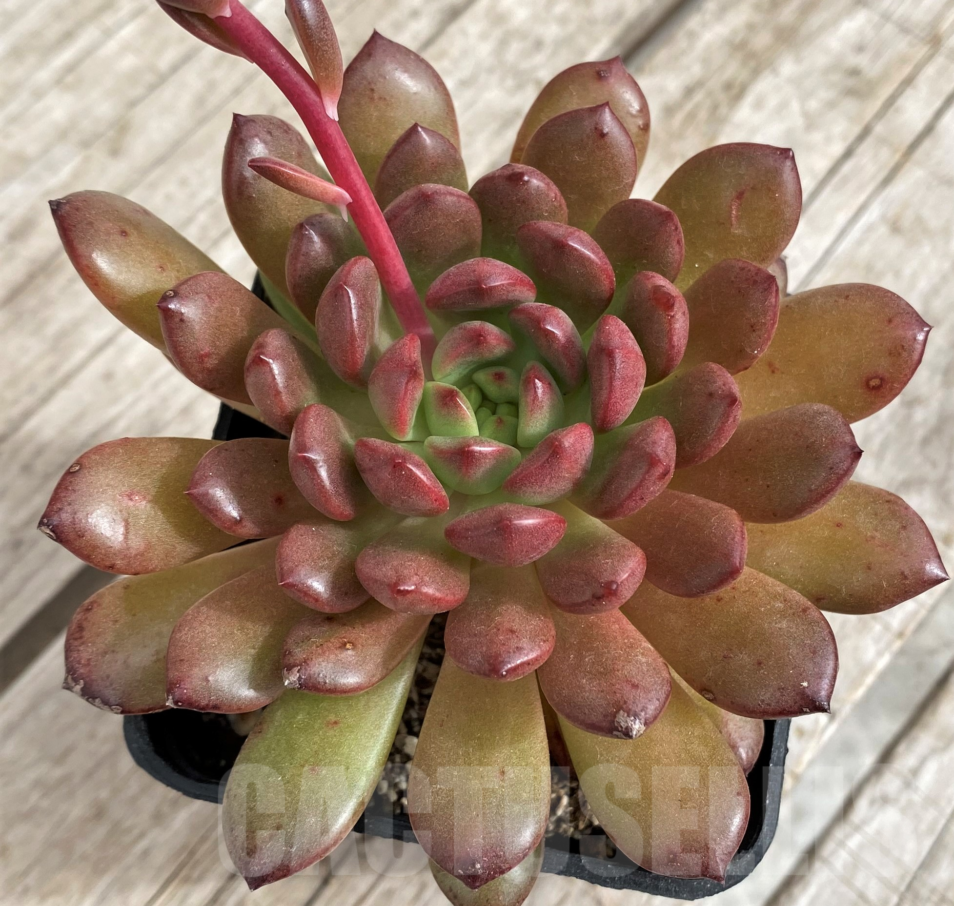SH2433 Echeveria 'Pink Ruby' - Image 2