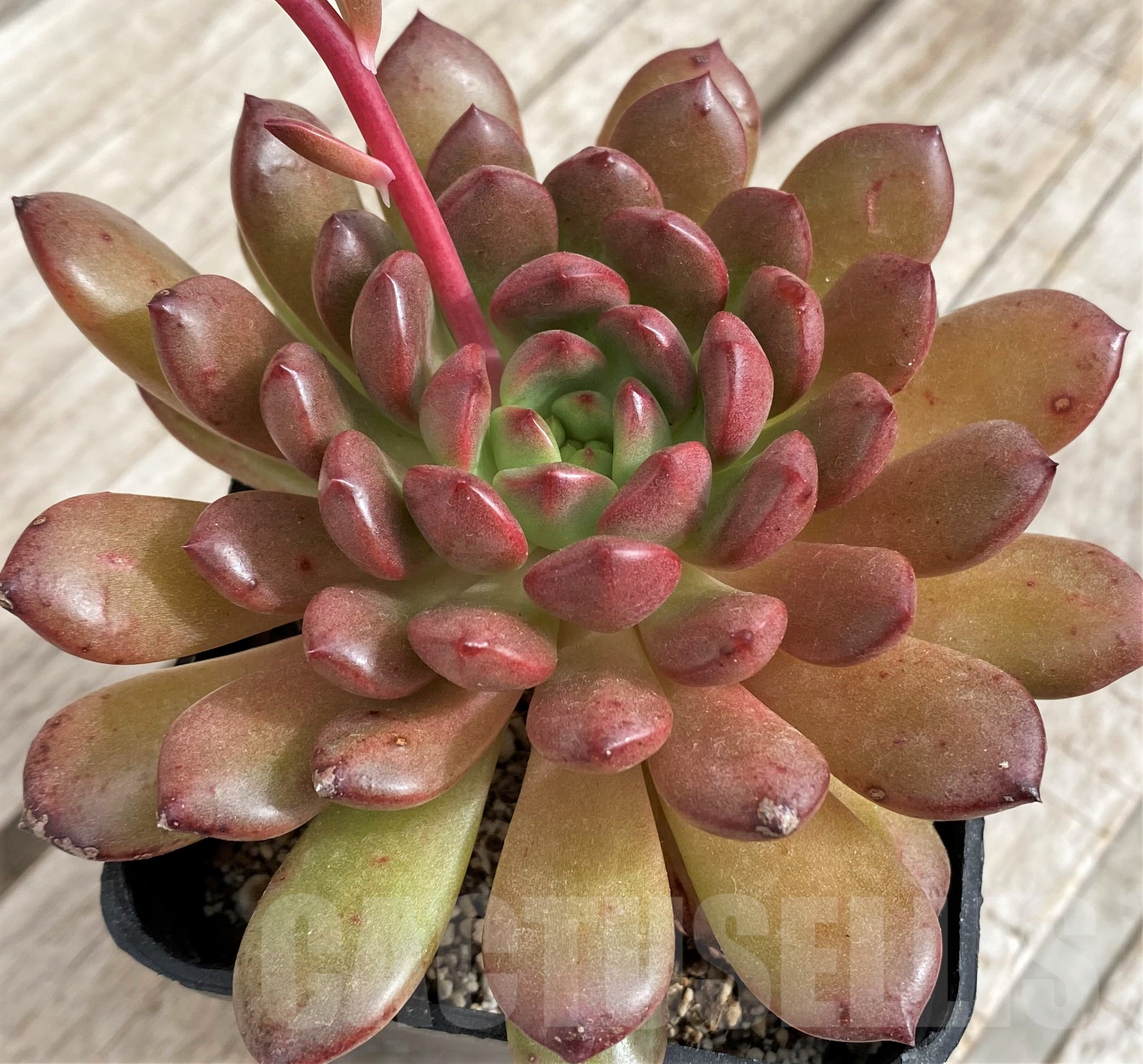SH2433 Echeveria 'Pink Ruby'