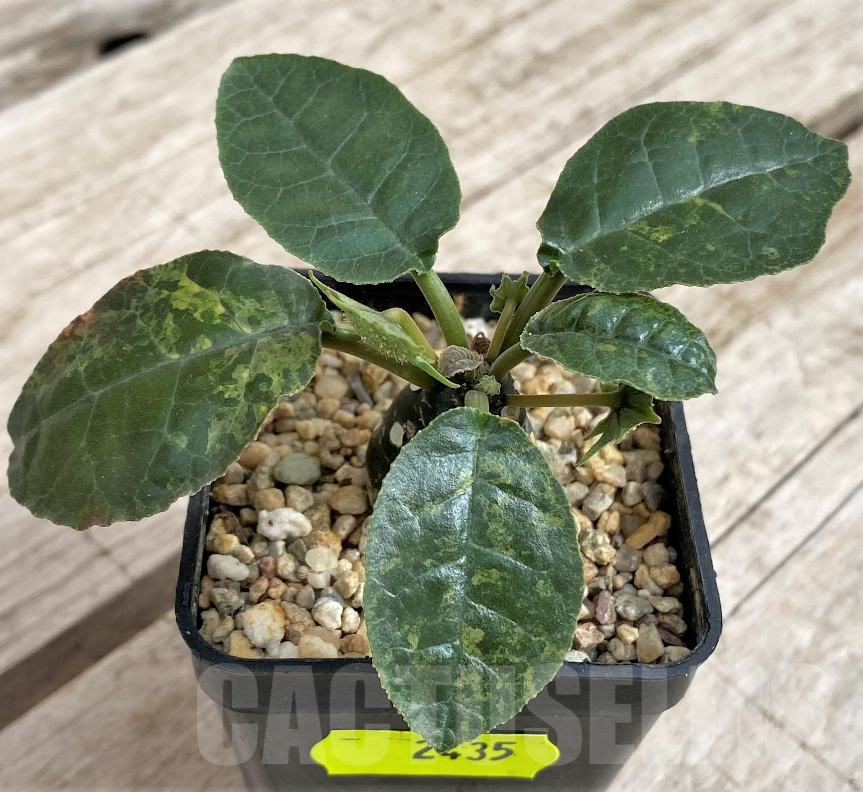 SH2435 Dorstenia foetida f. variegata