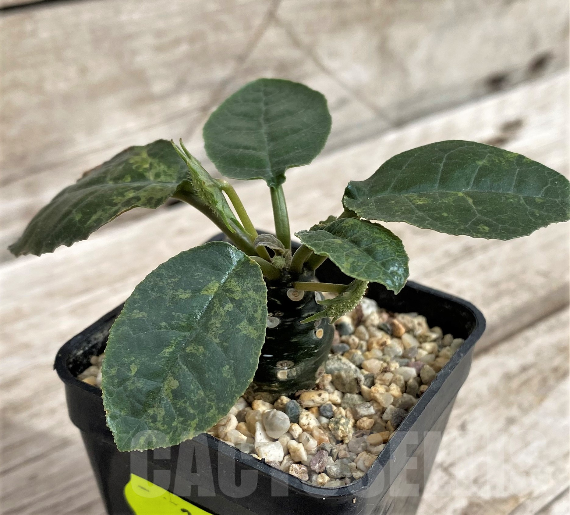 SH2435 Dorstenia foetida f. variegata - Image 2