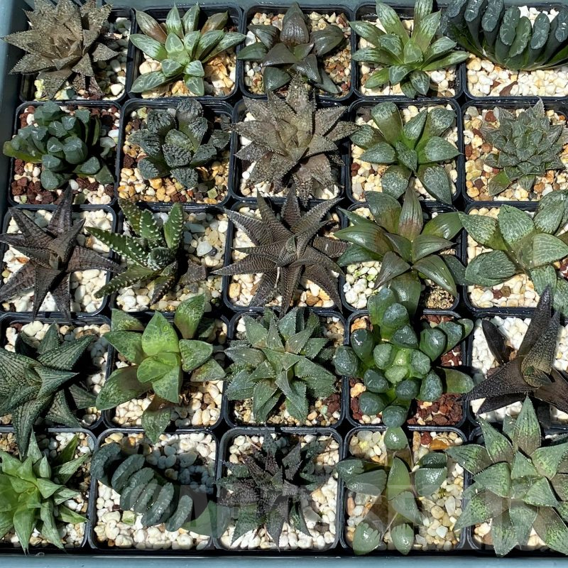 SET249 Haworthia mix 20 plants