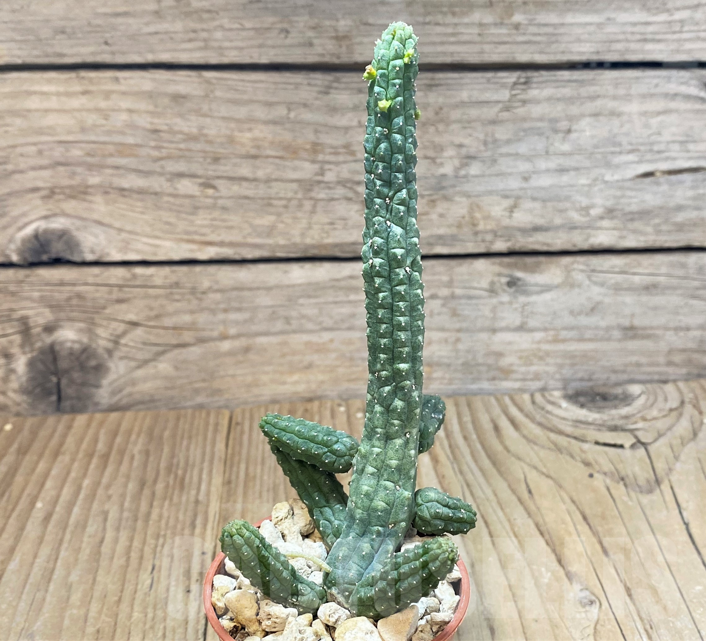 SH1300 Echidnopsis dammanniana