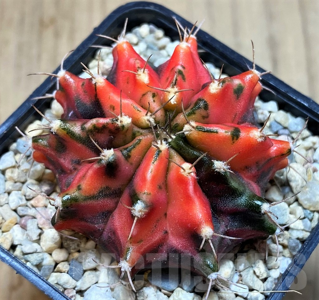SH2010 Gymnocalycium mihanovichii f. variegata, seedling