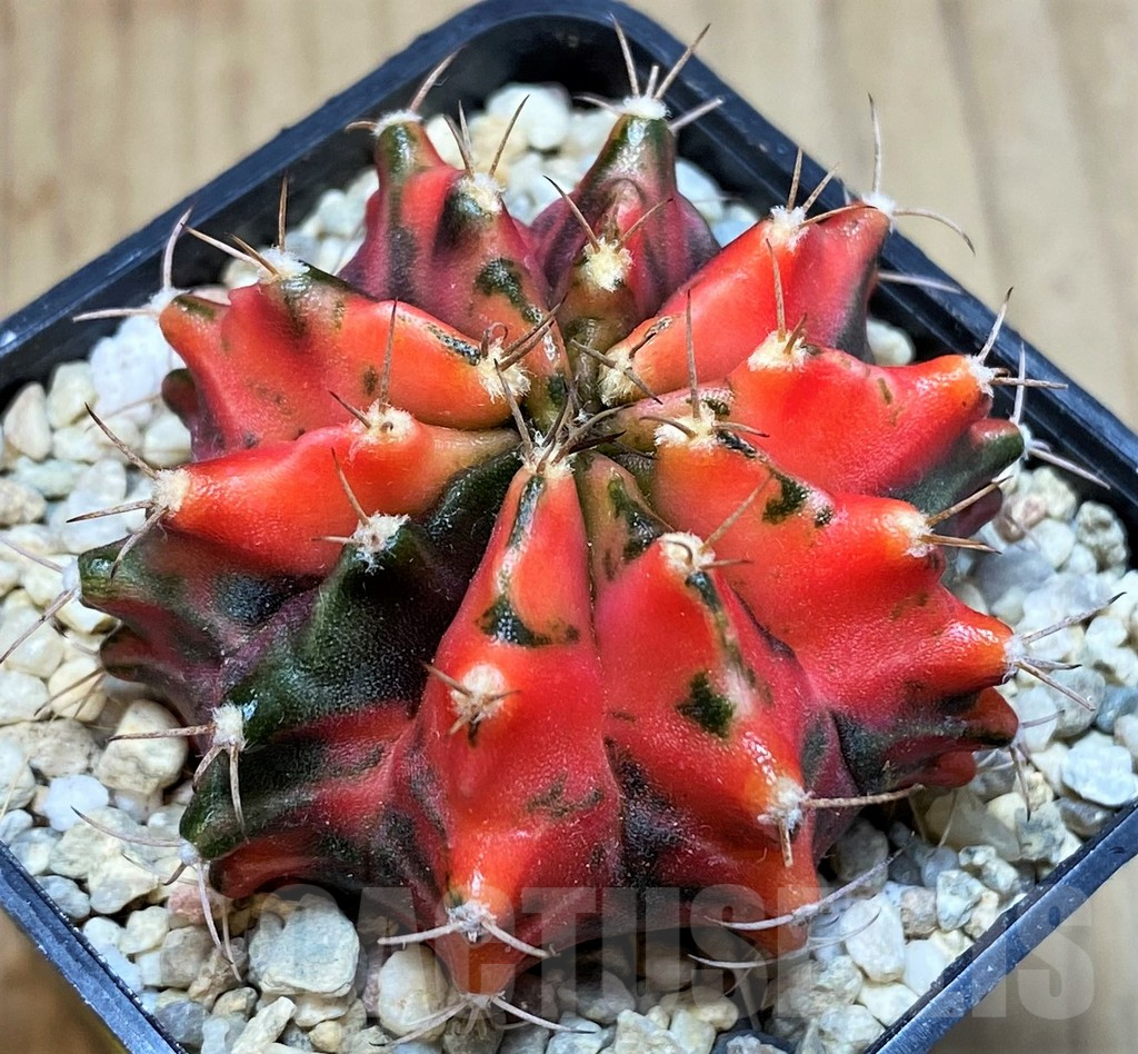 SH2010 Gymnocalycium mihanovichii f. variegata, seedling - Зображення 2
