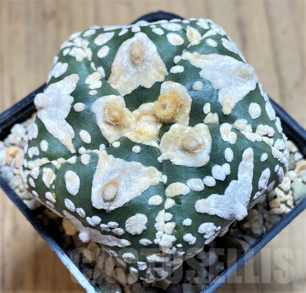 SH1976 Astrophytum asterias 'Super Kabuto' V-type 5-ribs, seedling