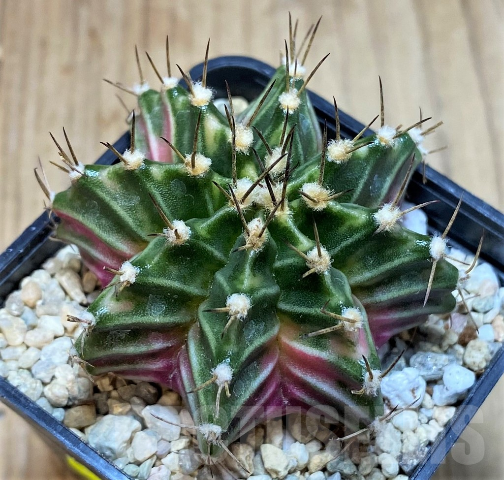 SH2012 Gymnocalycium mihanovichii f. variegata, seedling - Imagen 2