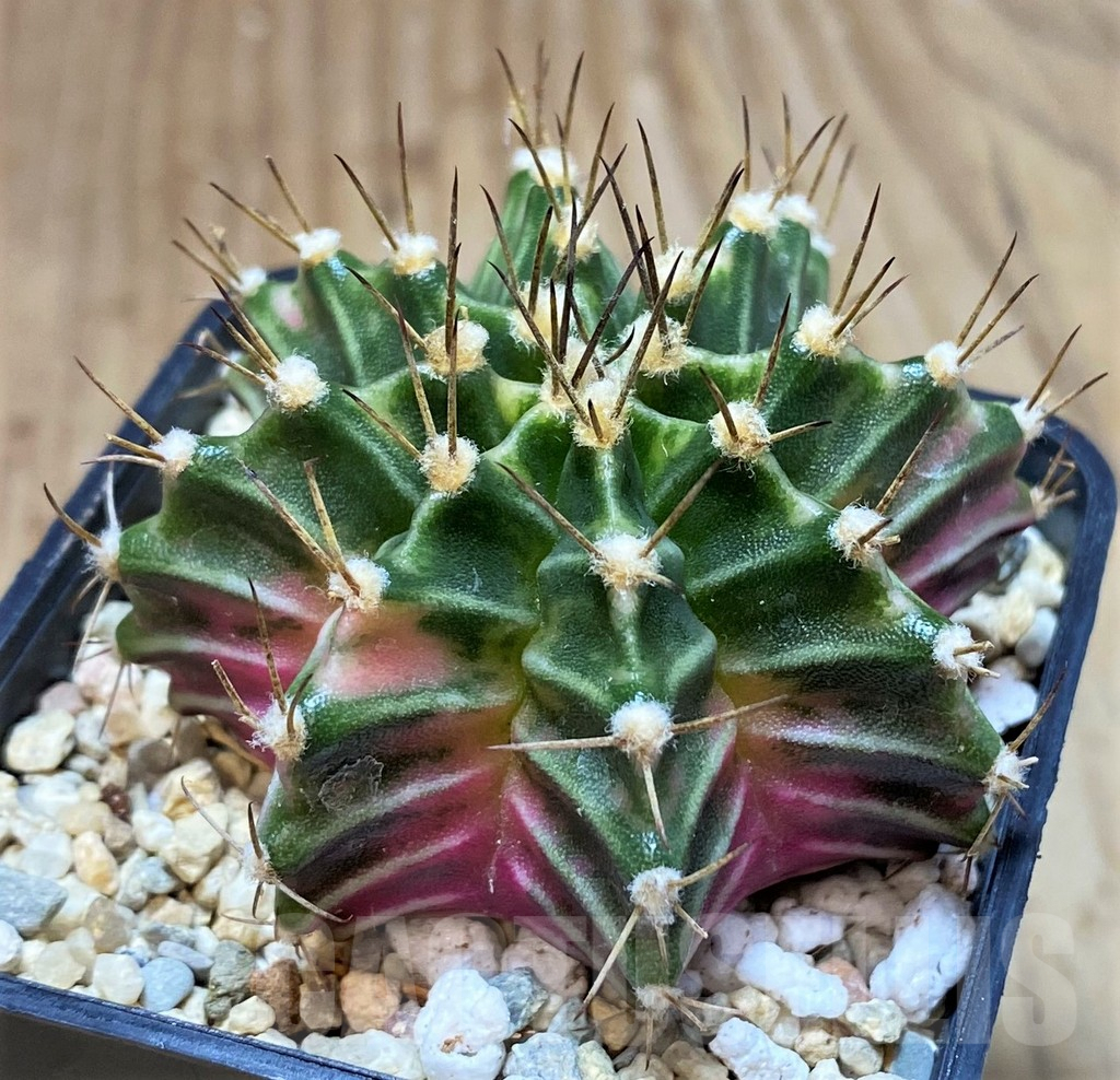 SH2012 Gymnocalycium mihanovichii f. variegata, seedling