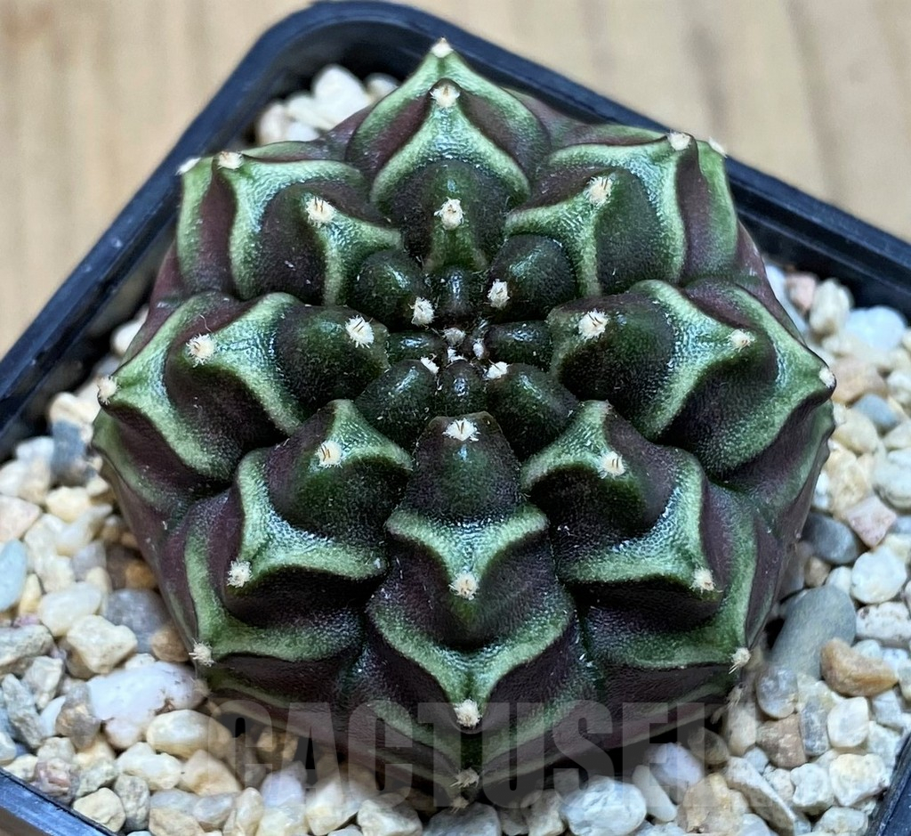 SH2013 Gymnocalycium mihanovichii ‘Nana’ x ‘Day Dream’, seedling - Imagen 2