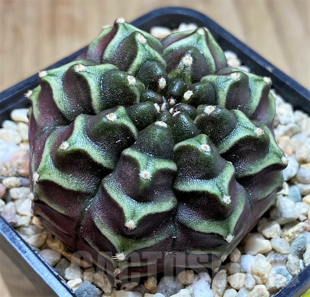 SH2013 Gymnocalycium mihanovichii ‘Nana’ x ‘Day Dream’, seedling