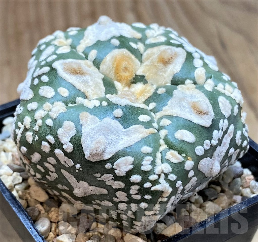 SH1976 Astrophytum asterias 'Super Kabuto' V-type 5-ribs, seedling - 画像 (2)