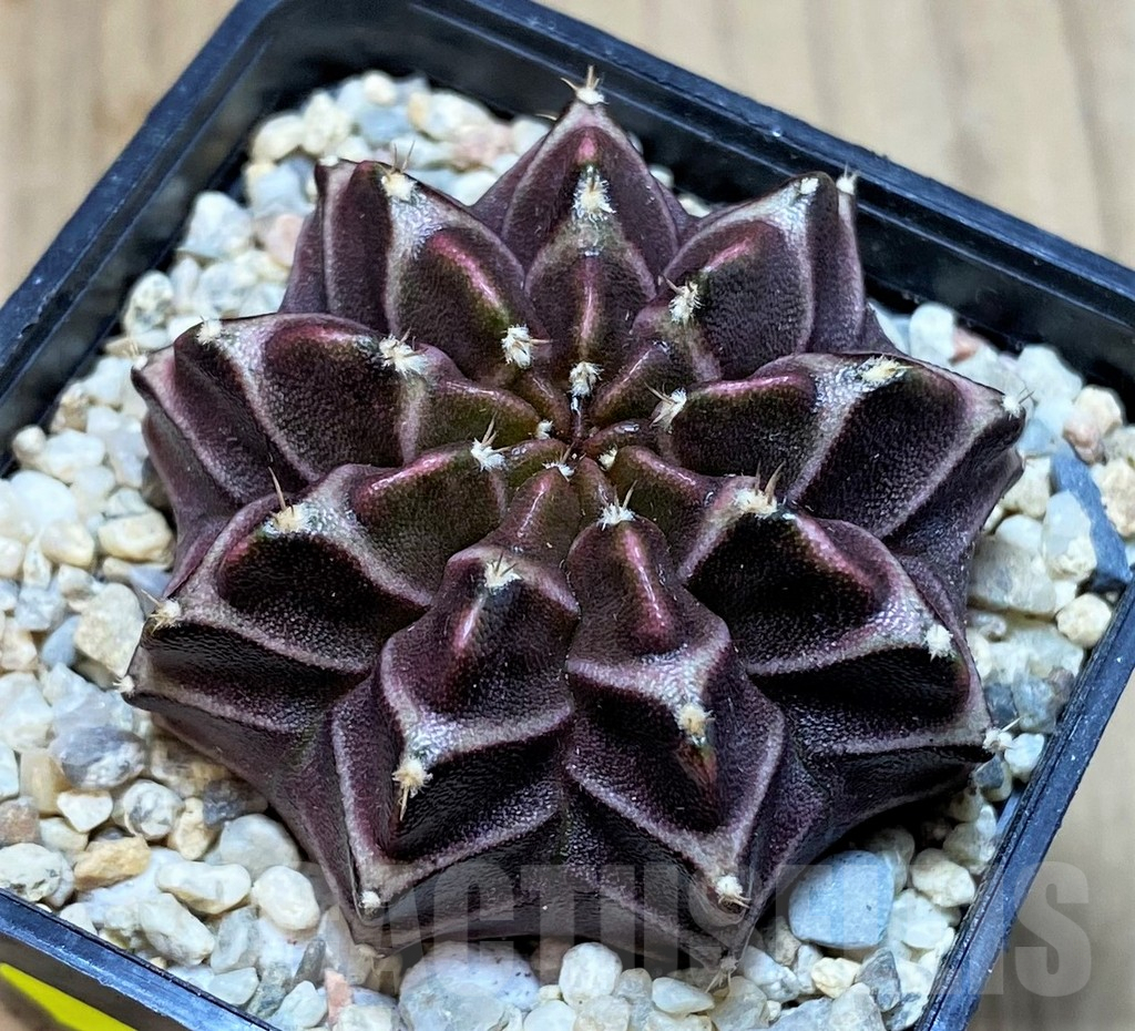 SH2014 Gymnocalycium mihanovichii ‘Nana’ x ‘Day Dream’, seedling