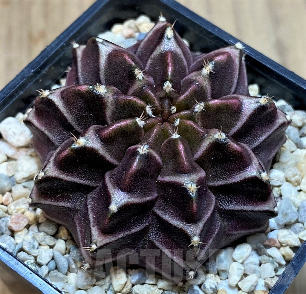 SH2014 Gymnocalycium mihanovichii ‘Nana’ x ‘Day Dream’, seedling - Imagen 2