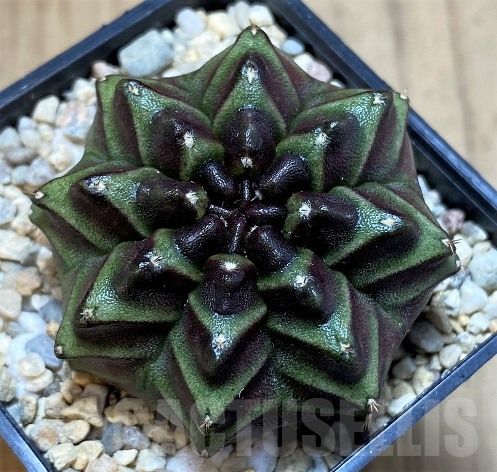 SH2015 Gymnocalycium mihanovichii ‘Nana’ x ‘Day Dream’, seedling