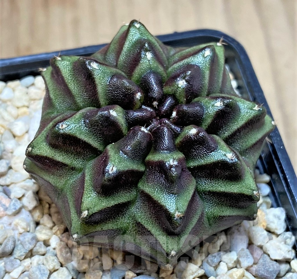 SH2015 Gymnocalycium mihanovichii ‘Nana’ x ‘Day Dream’, seedling - Image 2