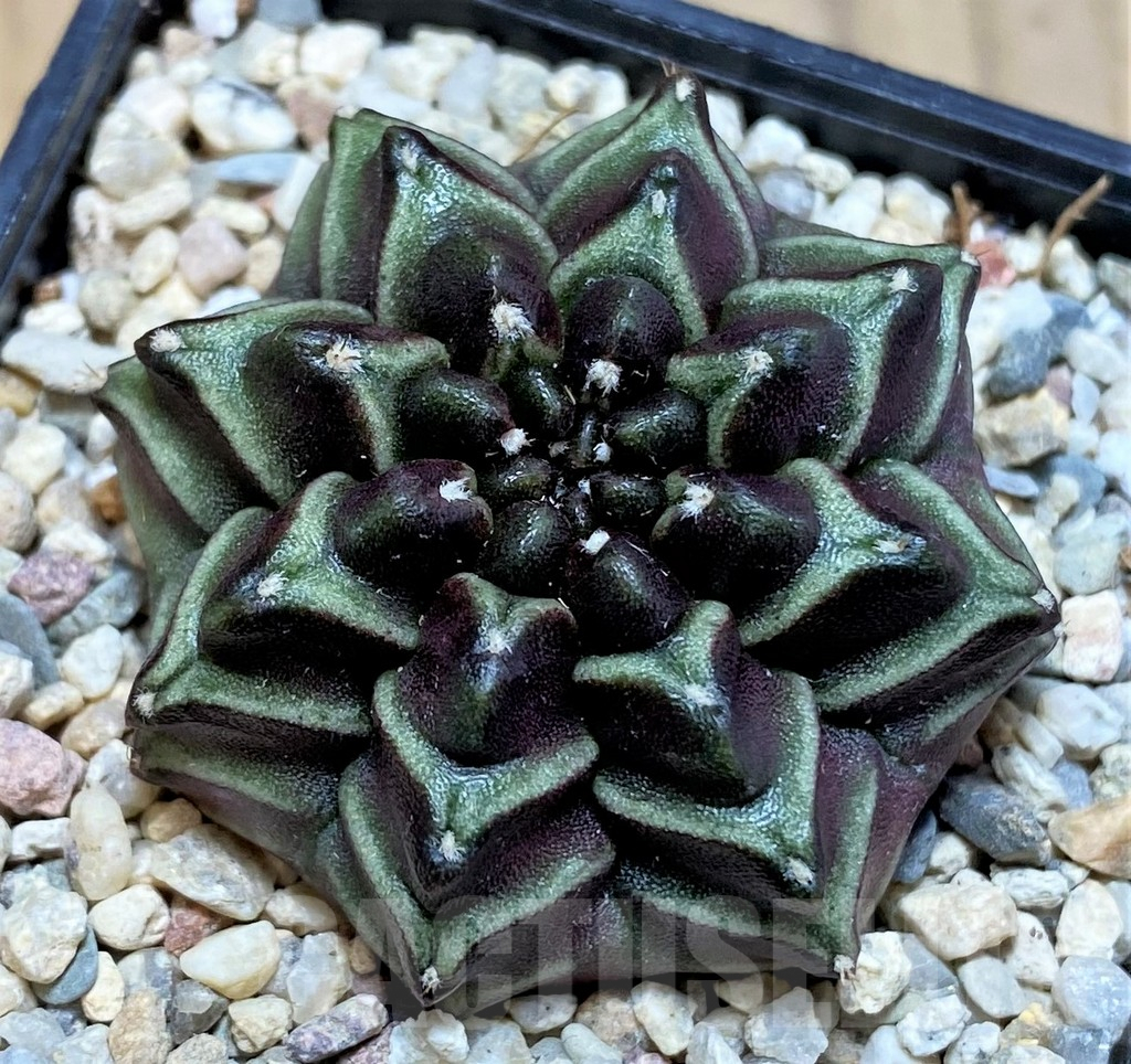 SH2016 Gymnocalycium mihanovichii ‘Nana’ x ‘Day Dream’, seedling - Image 2