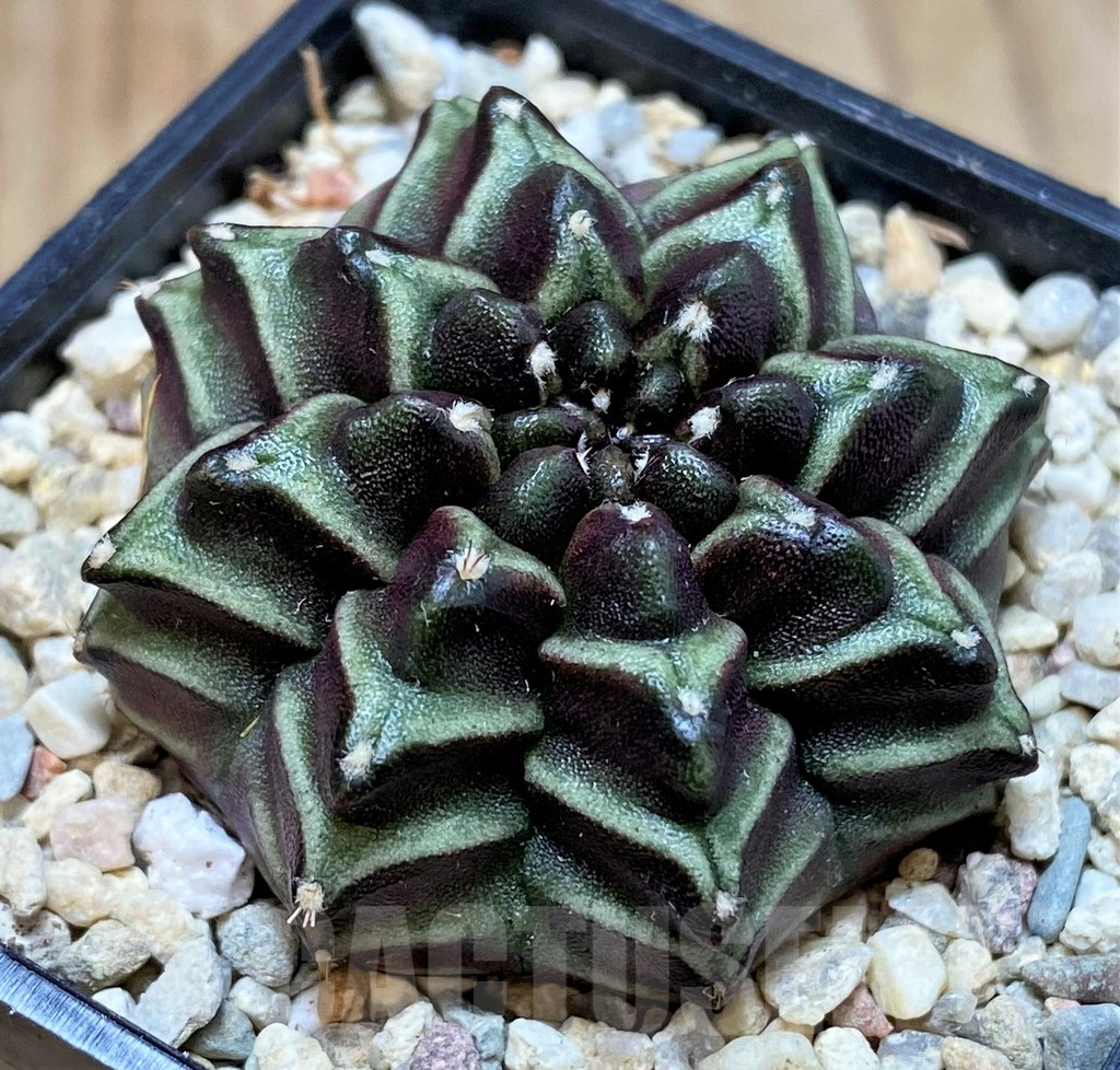 SH2016 Gymnocalycium mihanovichii ‘Nana’ x ‘Day Dream’, seedling