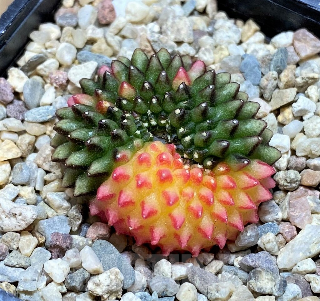SH2018 Gymnocalycium mihanovichii 'inermis' f. variegata, cristata, seedling