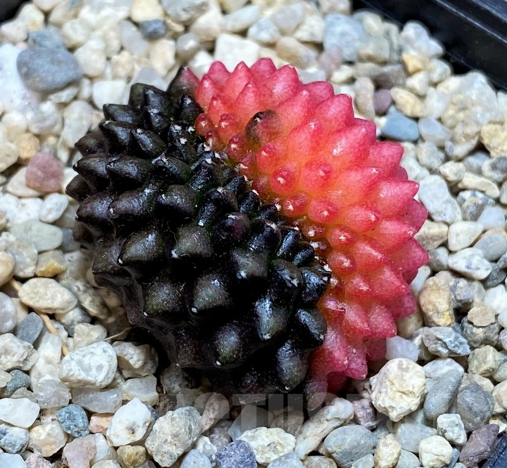 SH2020 Gymnocalycium mihanovichii 'inermis' f. variegata, cristata, seedling