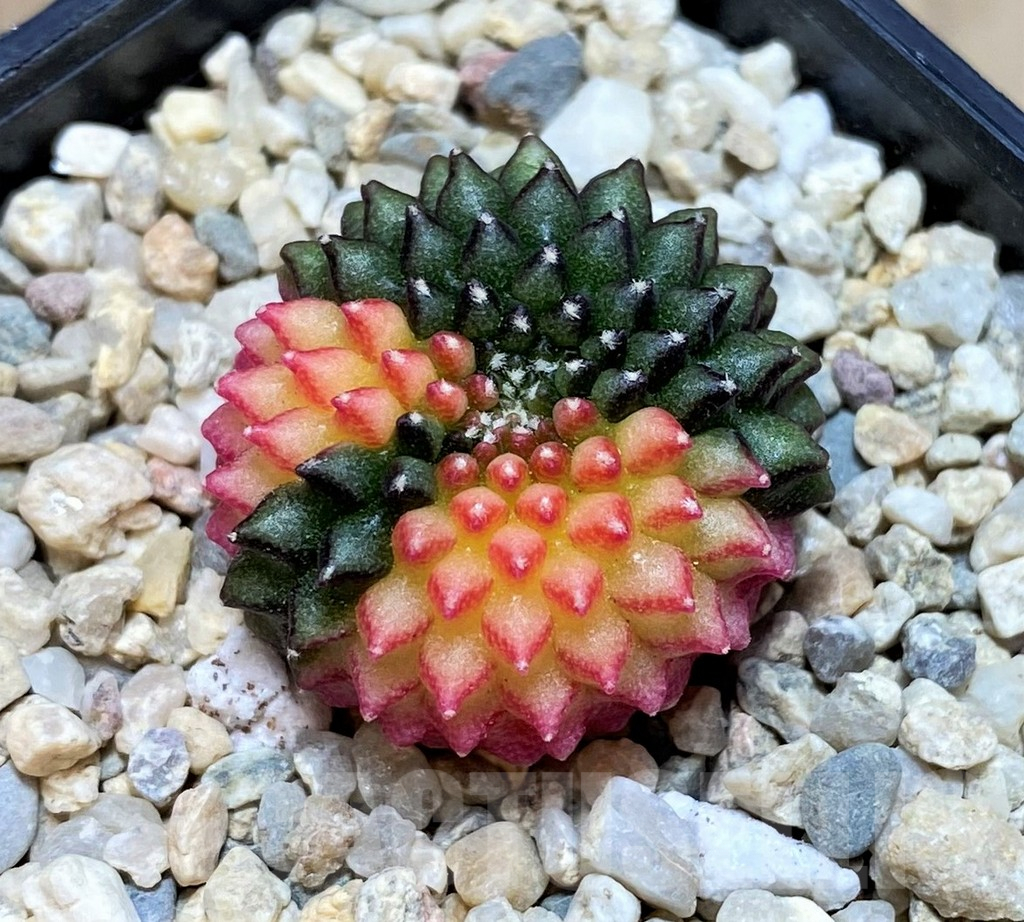 SH2021 Gymnocalycium mihanovichii 'inermis' f. variegata, seedling