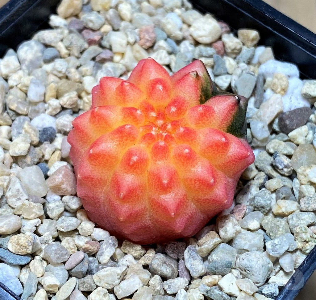 SH2024 Gymnocalycium mihanovichii 'inermis' f. variegata, seedling