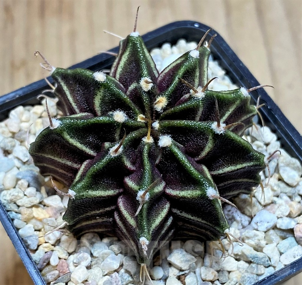 SH2026 Gymnocalycium mihanovichii ‘Zebra’, seedling - Image 2