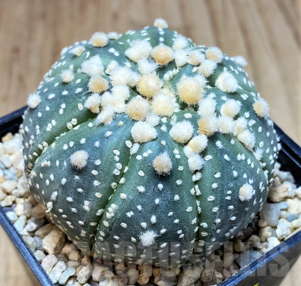 SH1977 Astrophytum asterias 'Hanazono', seedling - immagine 2