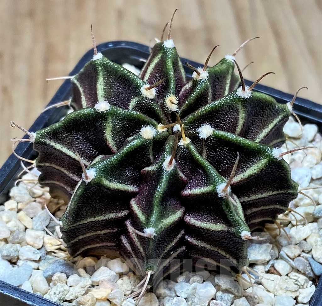 SH2026 Gymnocalycium mihanovichii ‘Zebra’, seedling