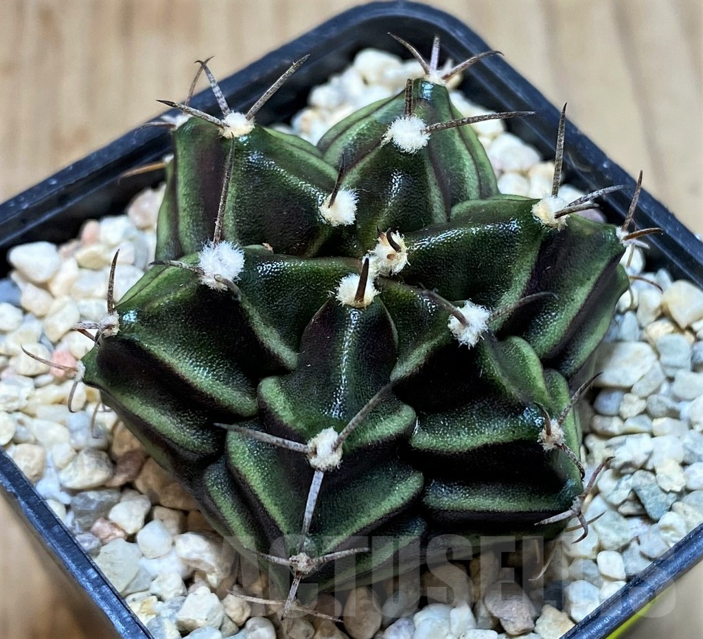 SH2027 Gymnocalycium mihanovichii 6-ribs, seedling - Image 2