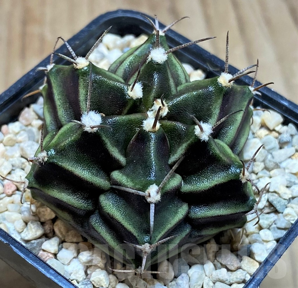 SH2027 Gymnocalycium mihanovichii 6-ribs, seedling