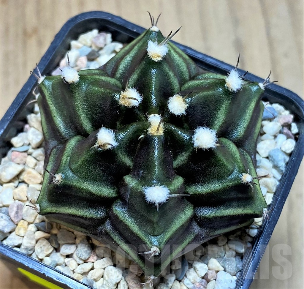 SH2028 Gymnocalycium mihanovichii 6-ribs, seedling