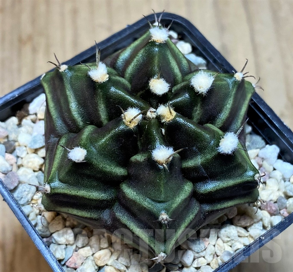 SH2028 Gymnocalycium mihanovichii 6-ribs, seedling - Obrázek 2