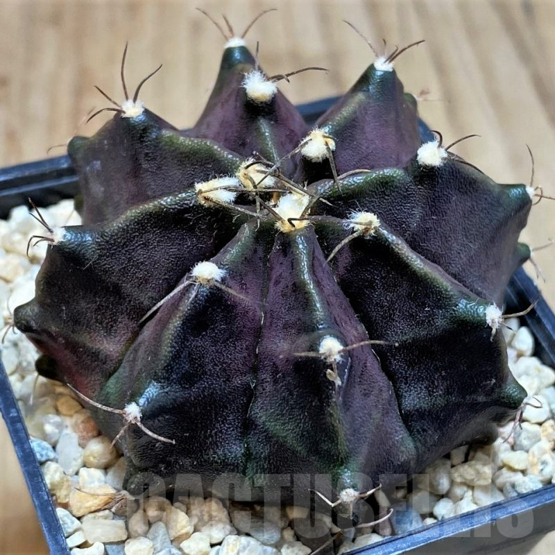 SH2029 Gymnocalycium 'Black Widow' x ‘Day Dream’, seedling