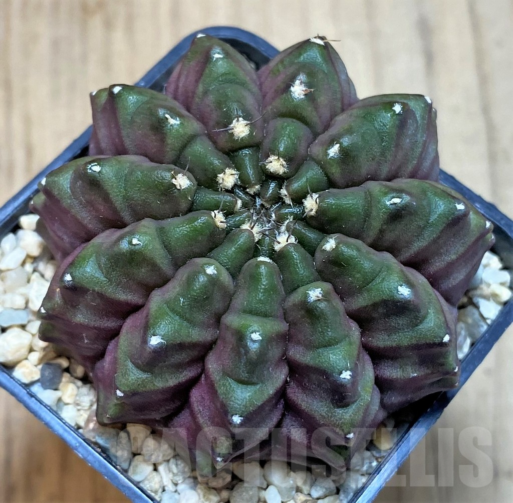 SH2031 Gymnocalycium mihanovichii 'inermis Black form', seedling