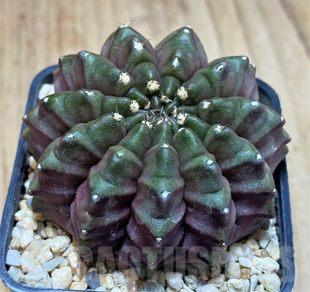 SH2031 Gymnocalycium mihanovichii 'inermis Black form', seedling - Imagen 2