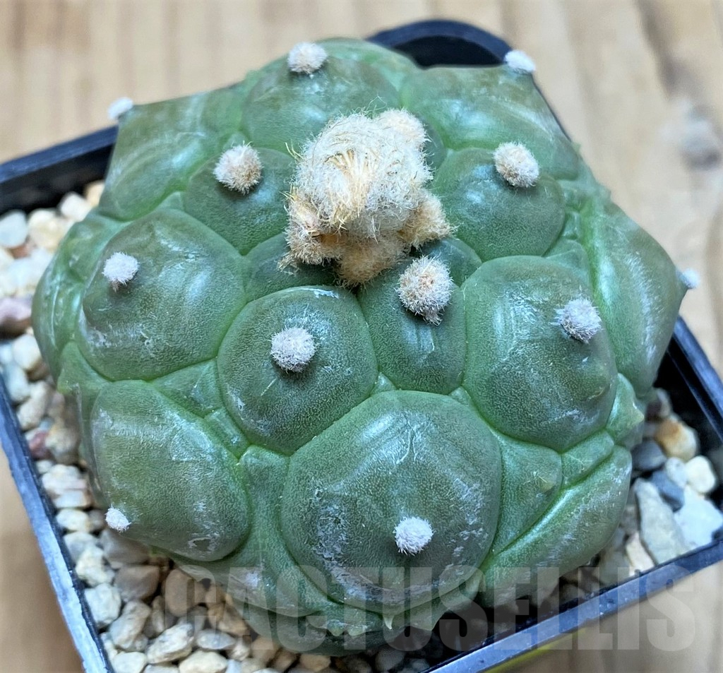 SH1973 Astrophytum asterias 'Kikko', seedling