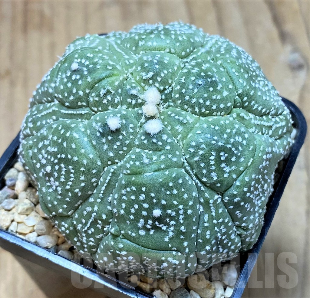 SH1979 Astrophytum asterias ‘Kikko’, seedling - Image 2