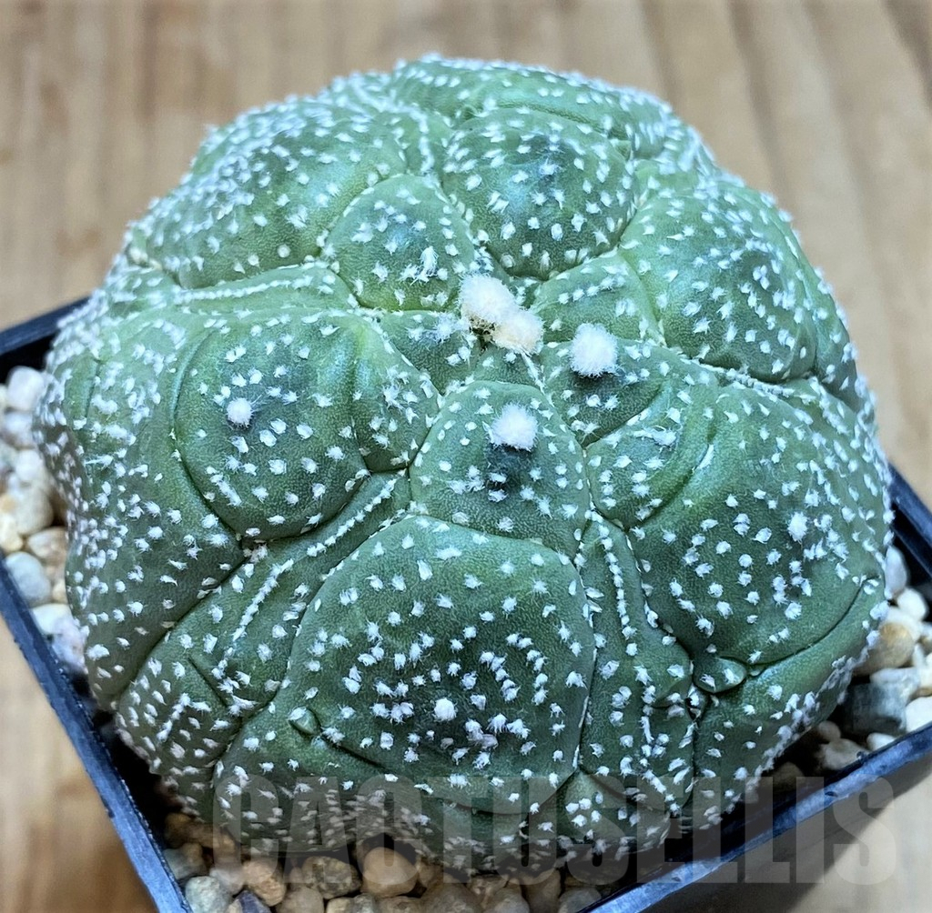 SH1979 Astrophytum asterias ‘Kikko’, seedling